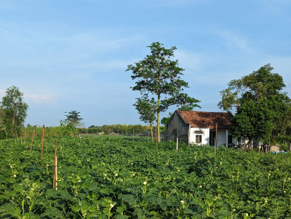 Vườn rau của Nguyễn Lương Lộc